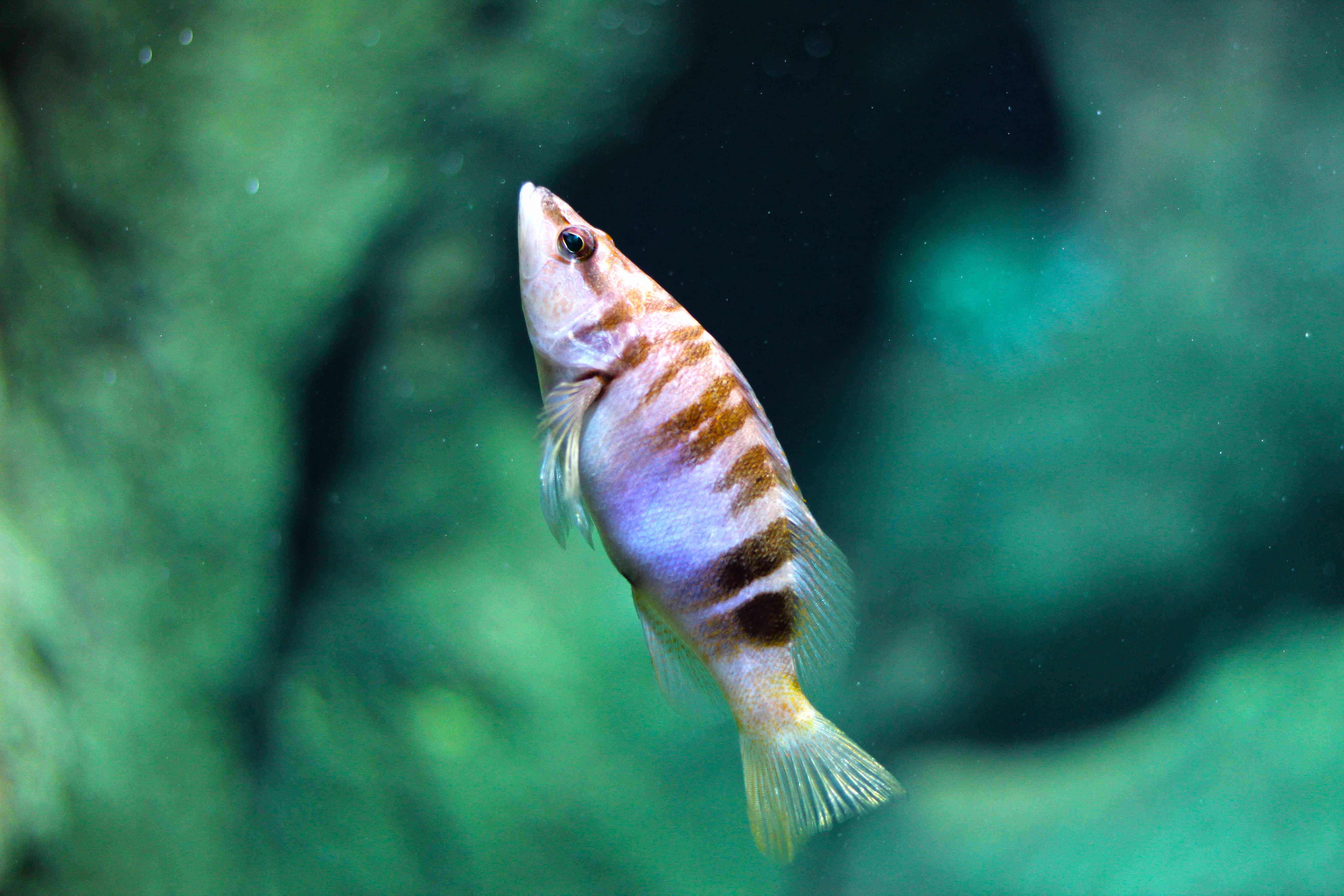 365_alta_Aquarium Serranus Scriba.JPG